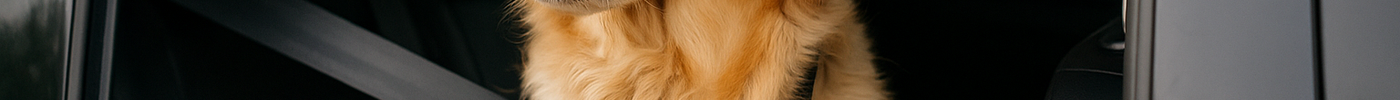 Viaggiare in auto con il cane – Guida pratica