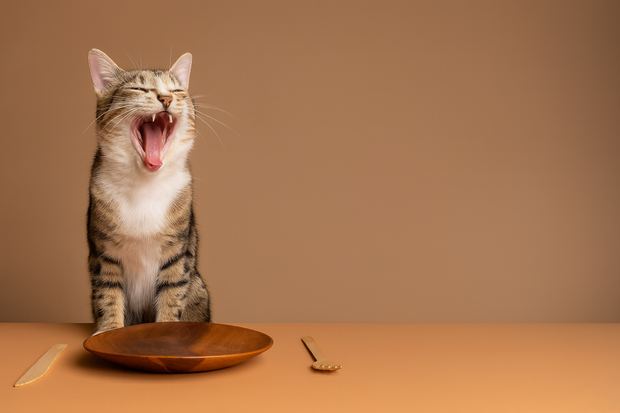 <h1>Mangime selezionato per Gatti</h1>
